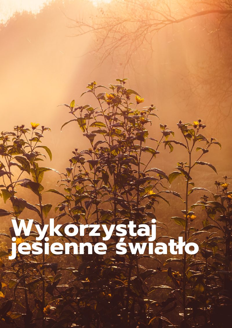 Zajawka rozdziału o jesiennym świetle: złote rośliny podświetlone porannym słońcem.